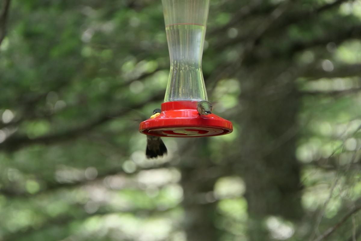 kolibřík skvostný - ML168865071