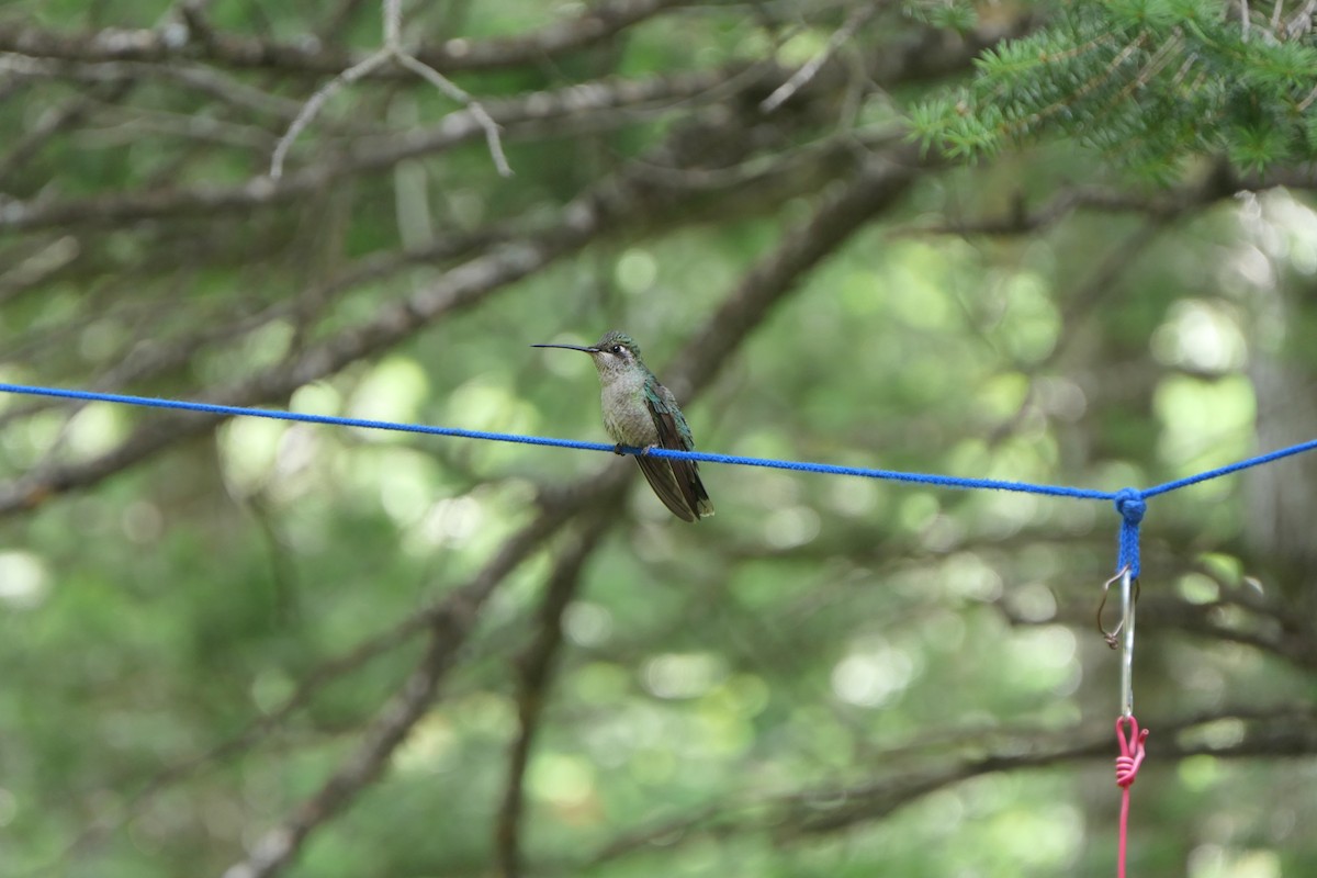 kolibřík skvostný - ML168865961