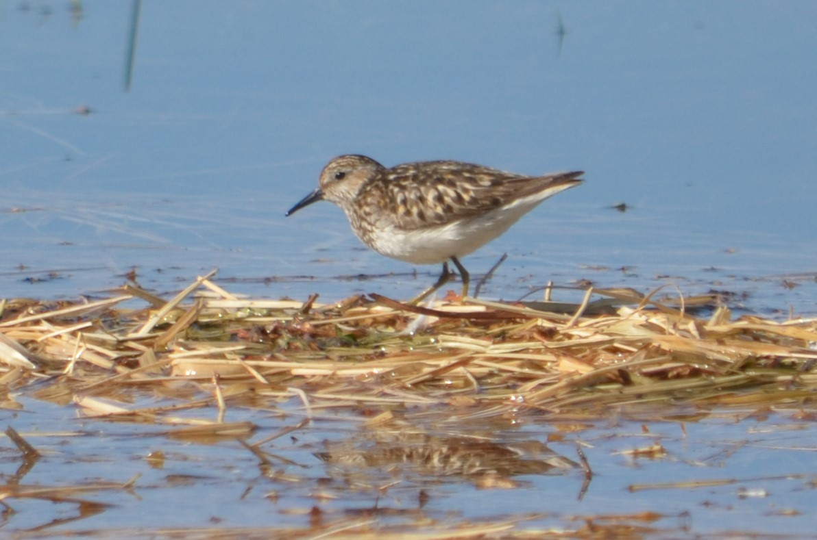 Least Sandpiper - ML168866401