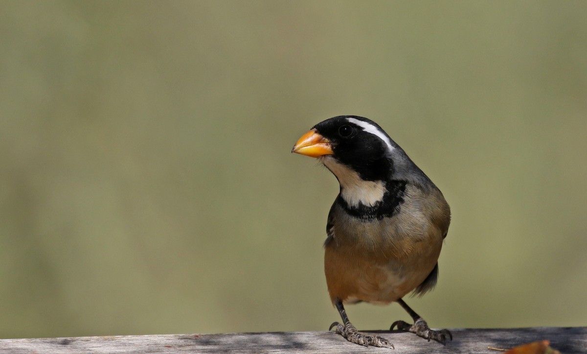 Golden-billed Saltator - ML168867941