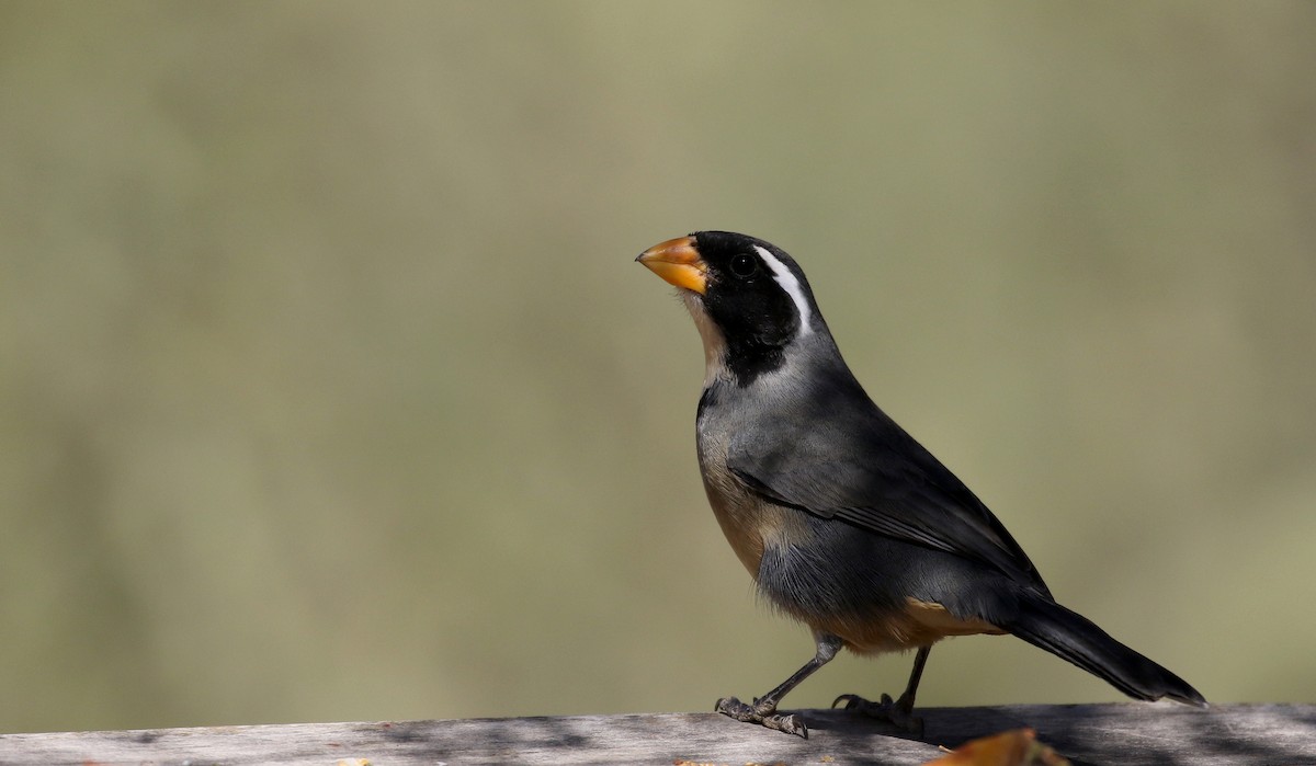 Golden-billed Saltator - ML168868011