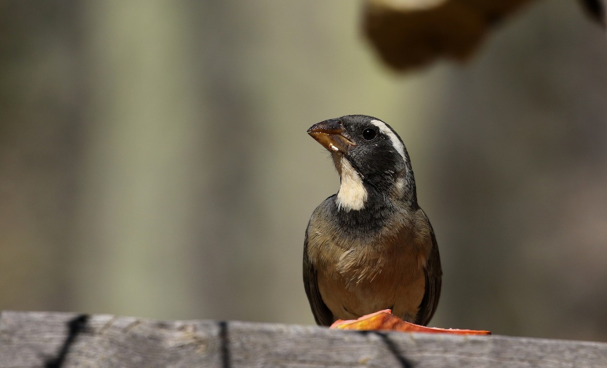 Golden-billed Saltator - ML168868091