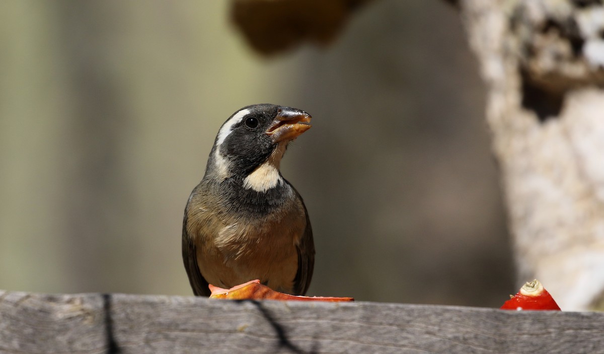 Golden-billed Saltator - ML168868101