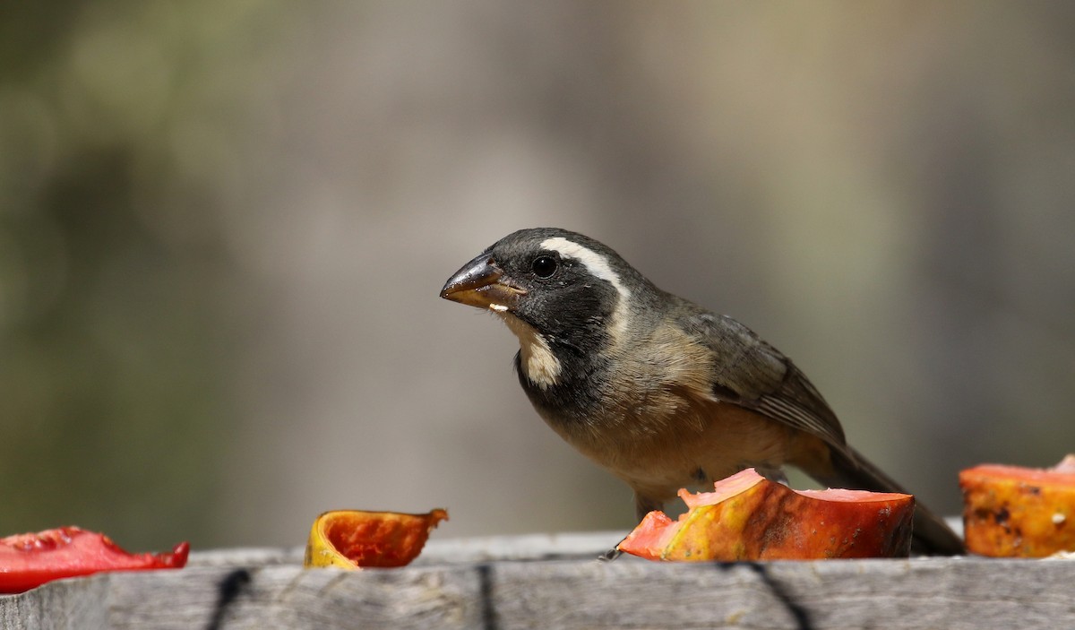 Golden-billed Saltator - Jay McGowan