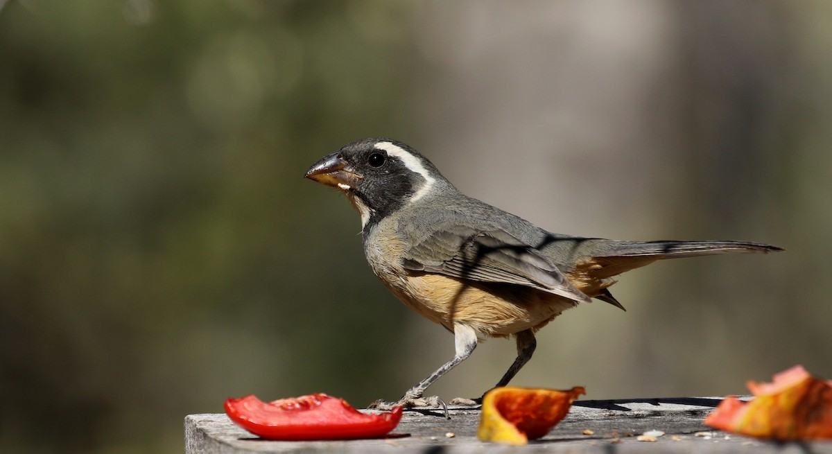 Golden-billed Saltator - ML168868131