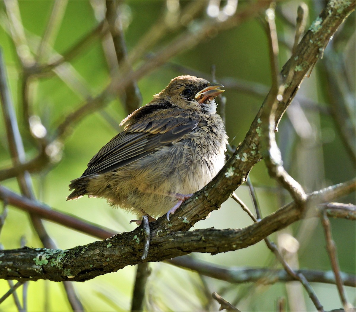 Indigo Bunting - Joe Girgente