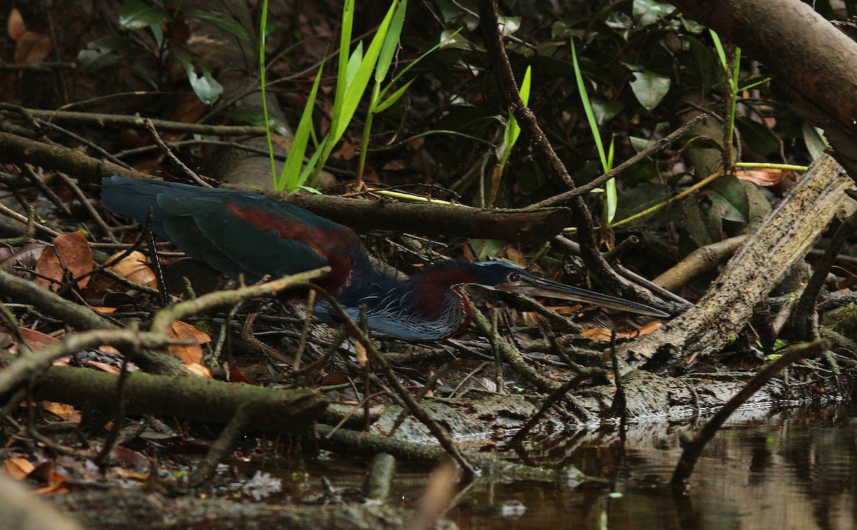 Garza Agamí - ML168870731