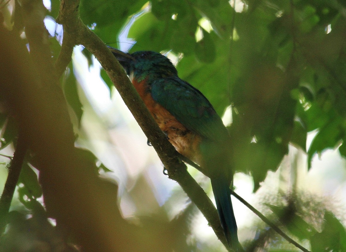 Great Jacamar - ML168871741