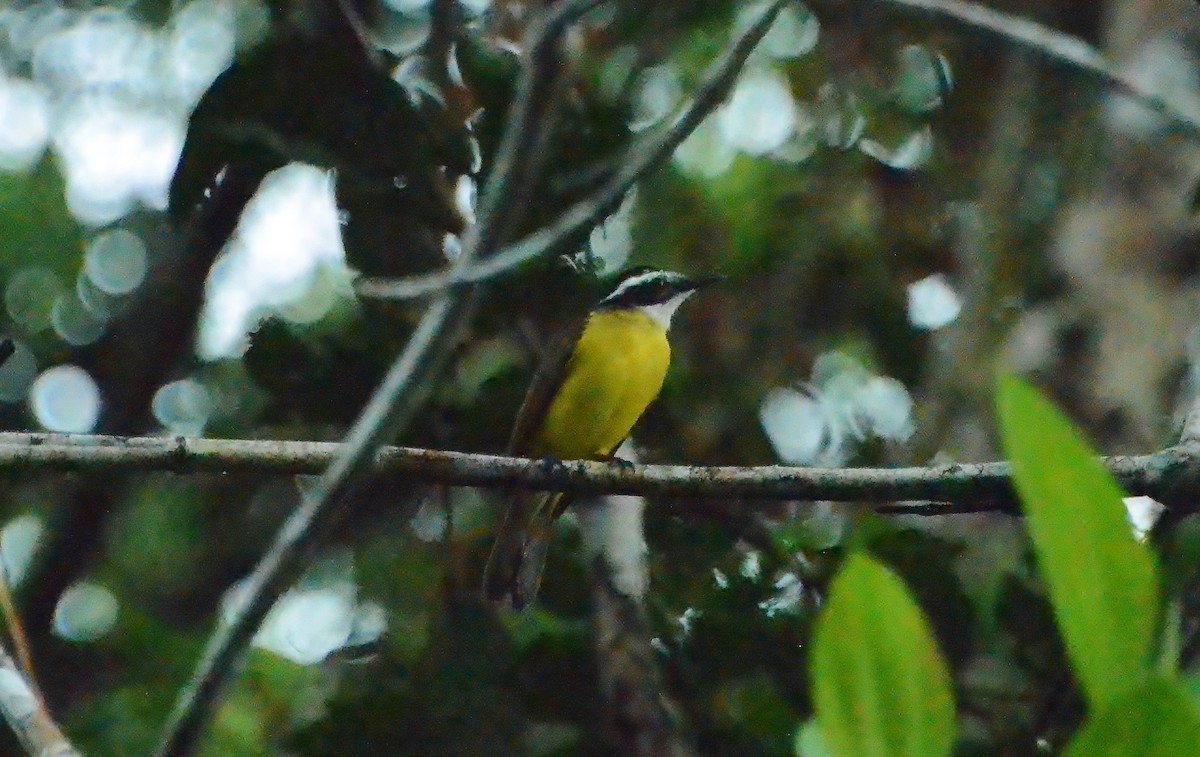 Lesser Kiskadee - ML168872941