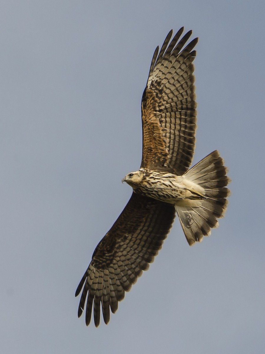 Snail Kite - Ignacio Zapata