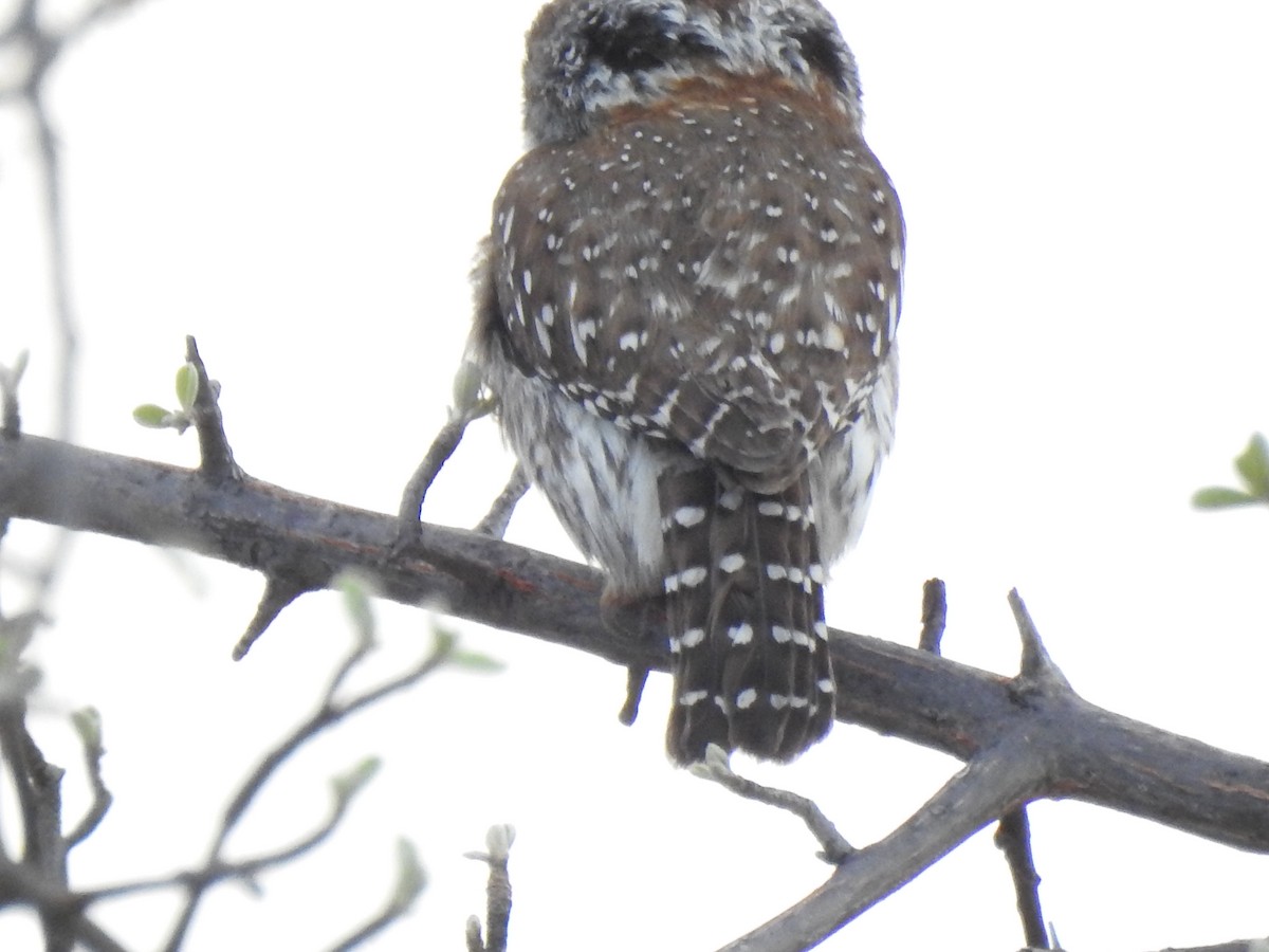 Pearl-spotted Owlet - ML168875721