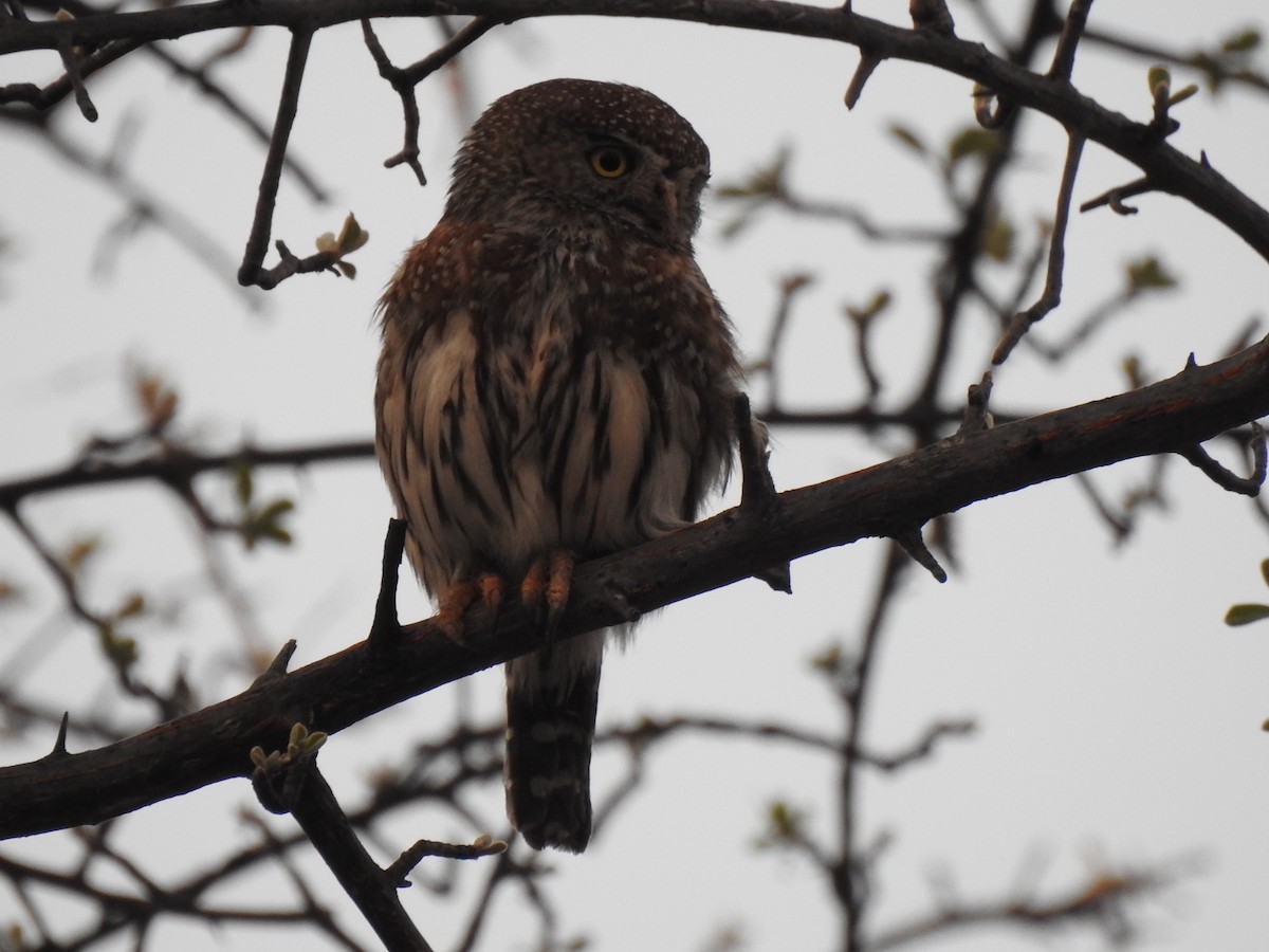 Pearl-spotted Owlet - ML168875751