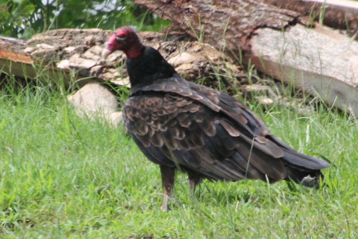 Urubu à tête rouge - ML168876541