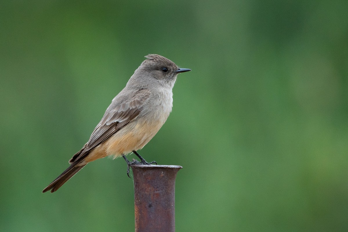 Say's Phoebe - ML168878991