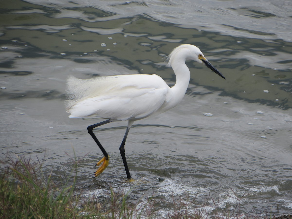 Snowy Egret - ML168880431