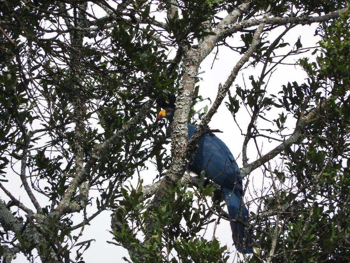 Great Blue Turaco - ML168881681