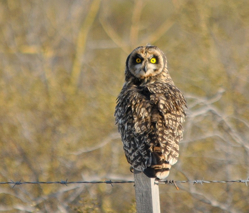Short-eared Owl - ML168882031