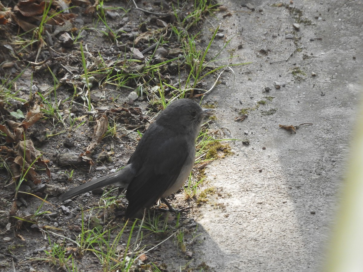 White-eyed Slaty-Flycatcher - ML168882151