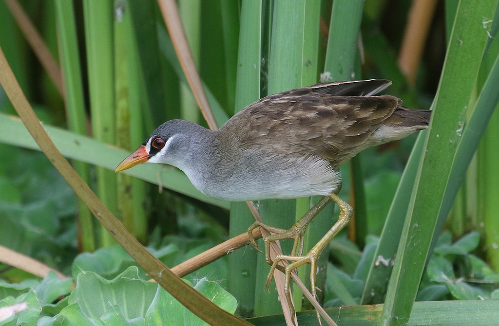 White-browed Crake - ML168882391