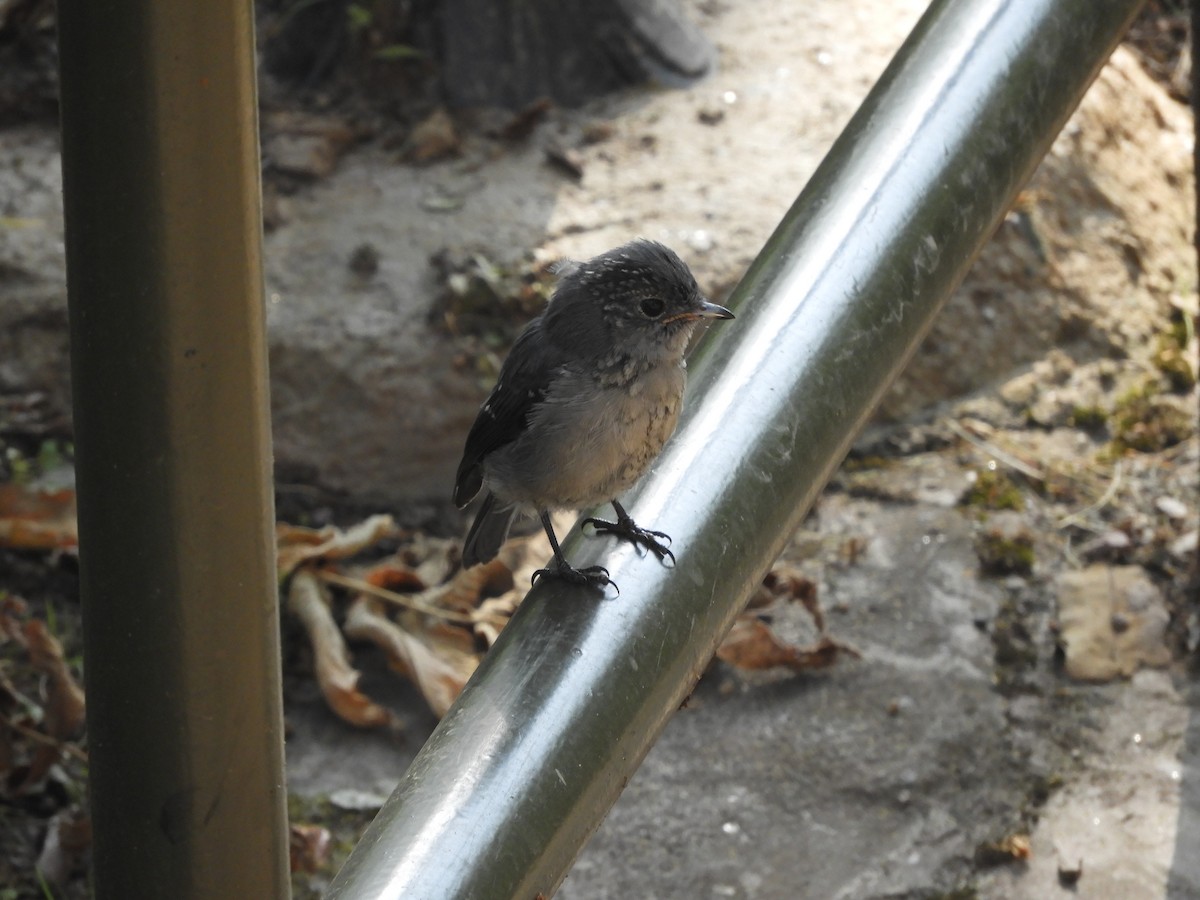 Gözlüklü Drongo Sinekkapanı - ML168882491