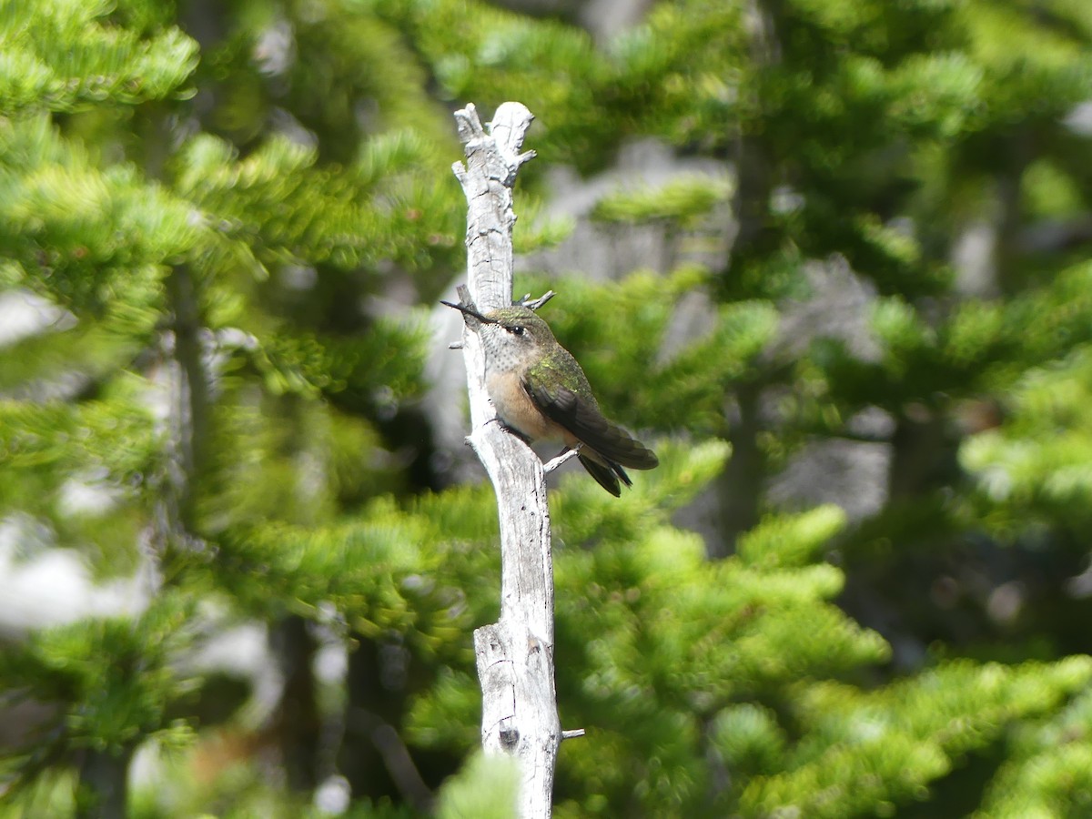 Calliope Hummingbird - ML168882691