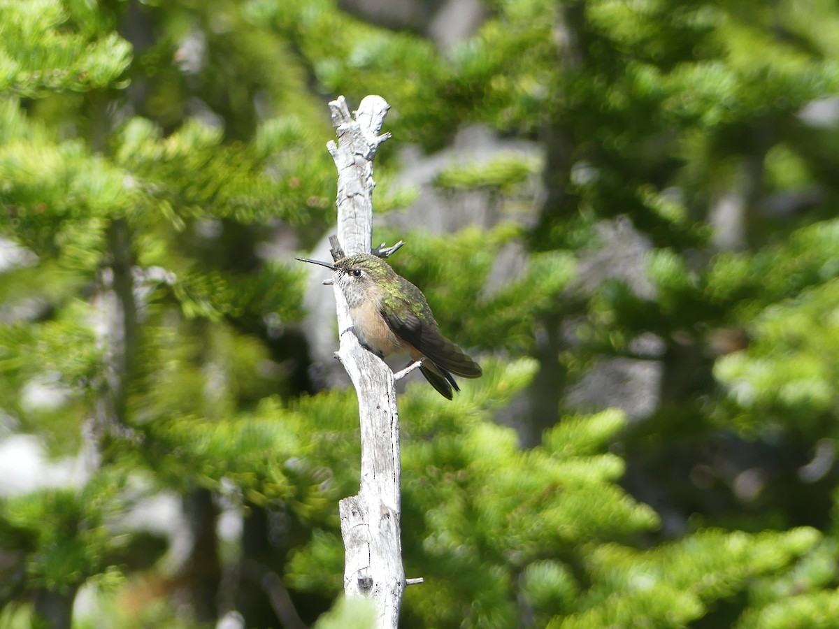 Calliope Hummingbird - ML168882711