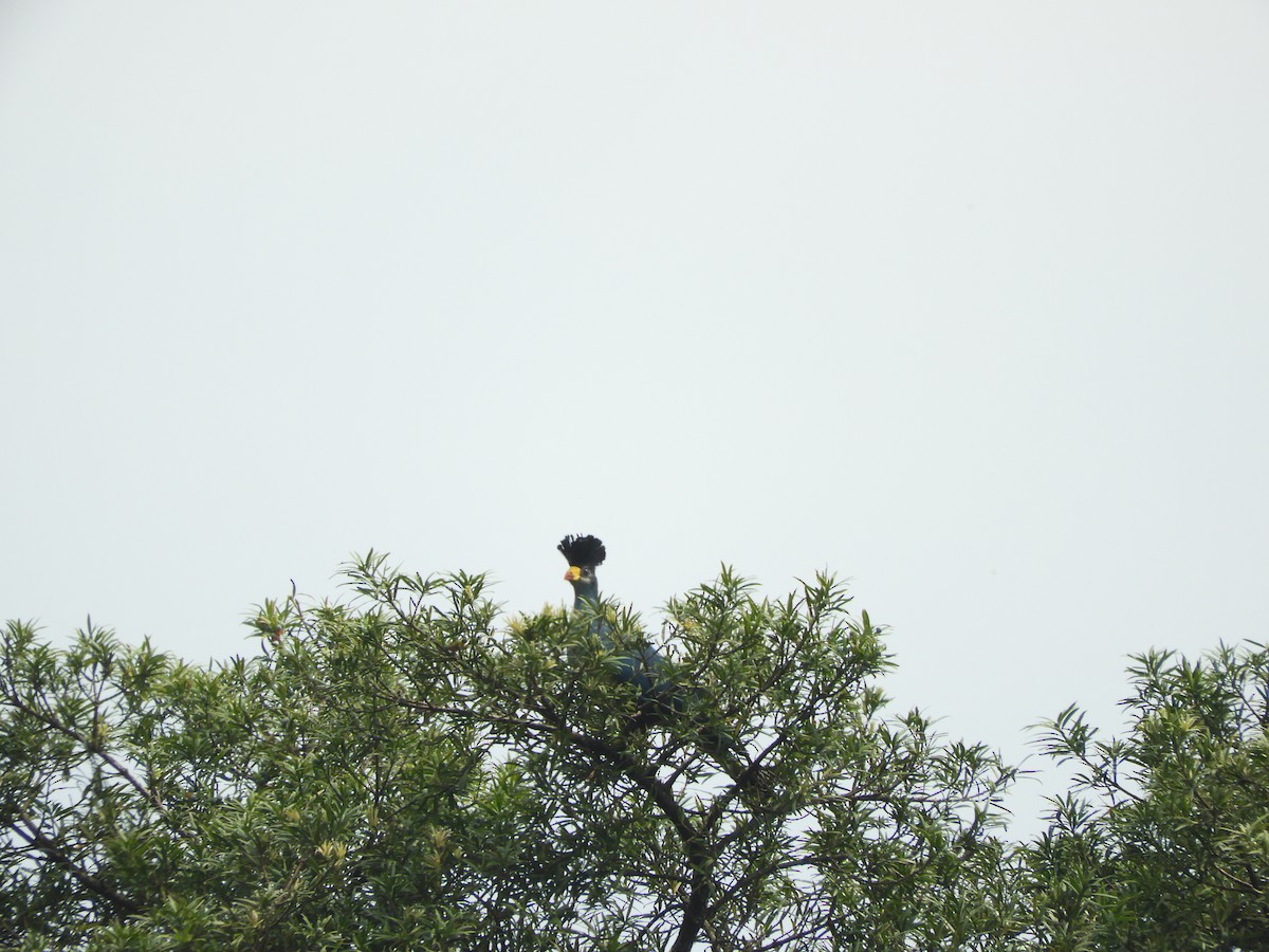 Great Blue Turaco - ML168883261