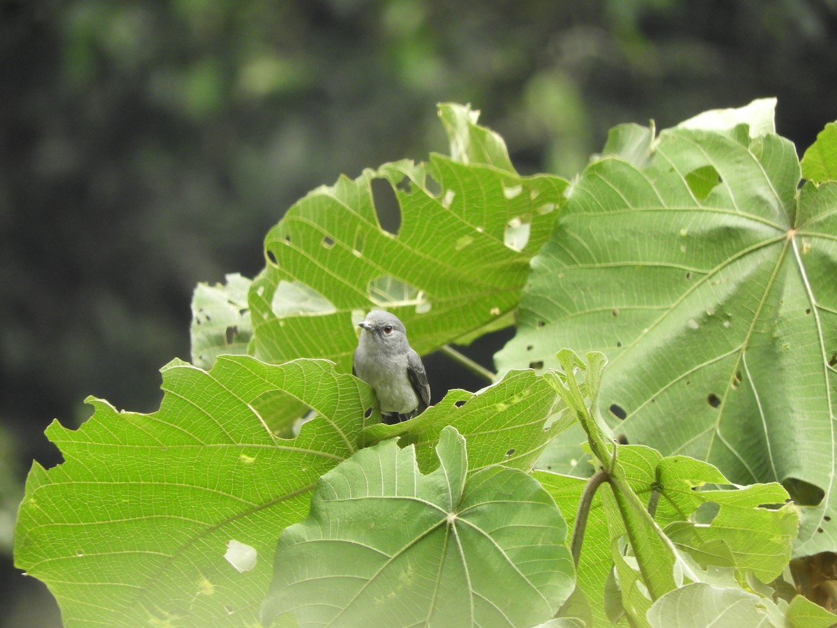 Gözlüklü Drongo Sinekkapanı - ML168883601