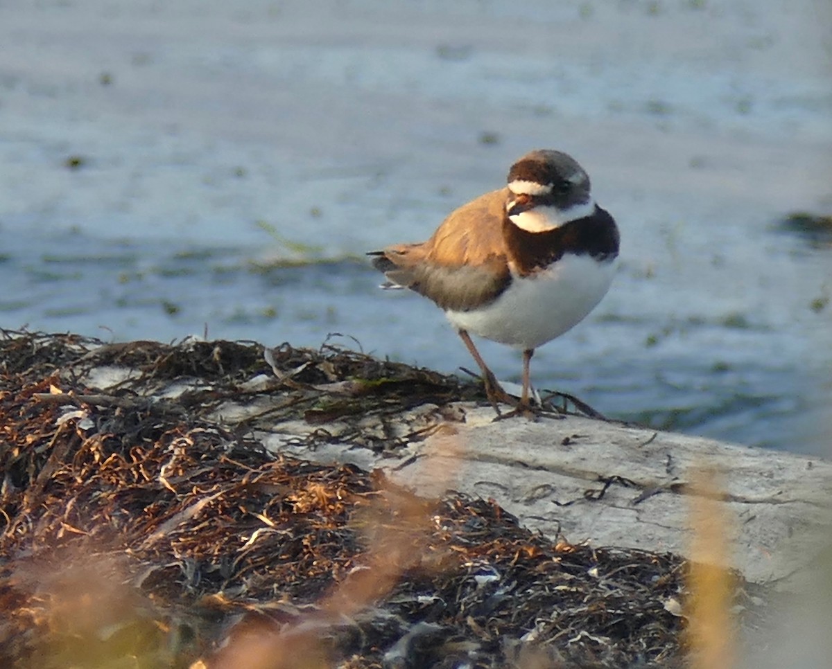 Common Ringed Plover - ML168884761