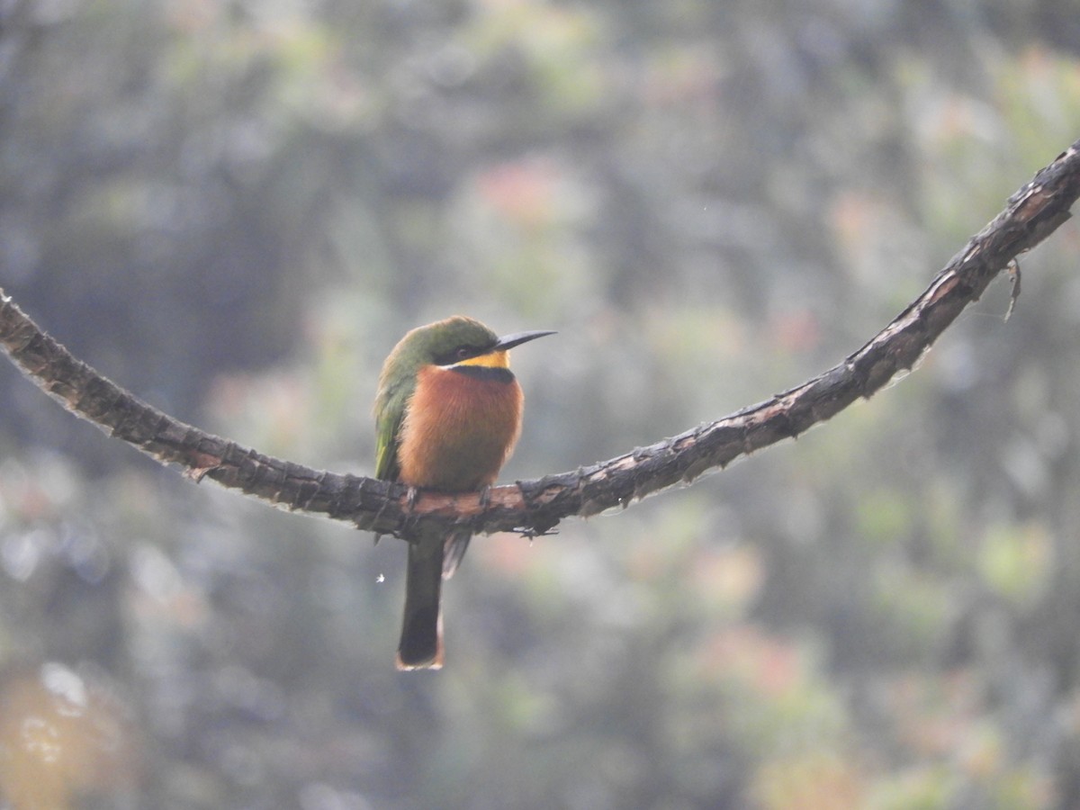 Cinnamon-chested Bee-eater - ML168885721