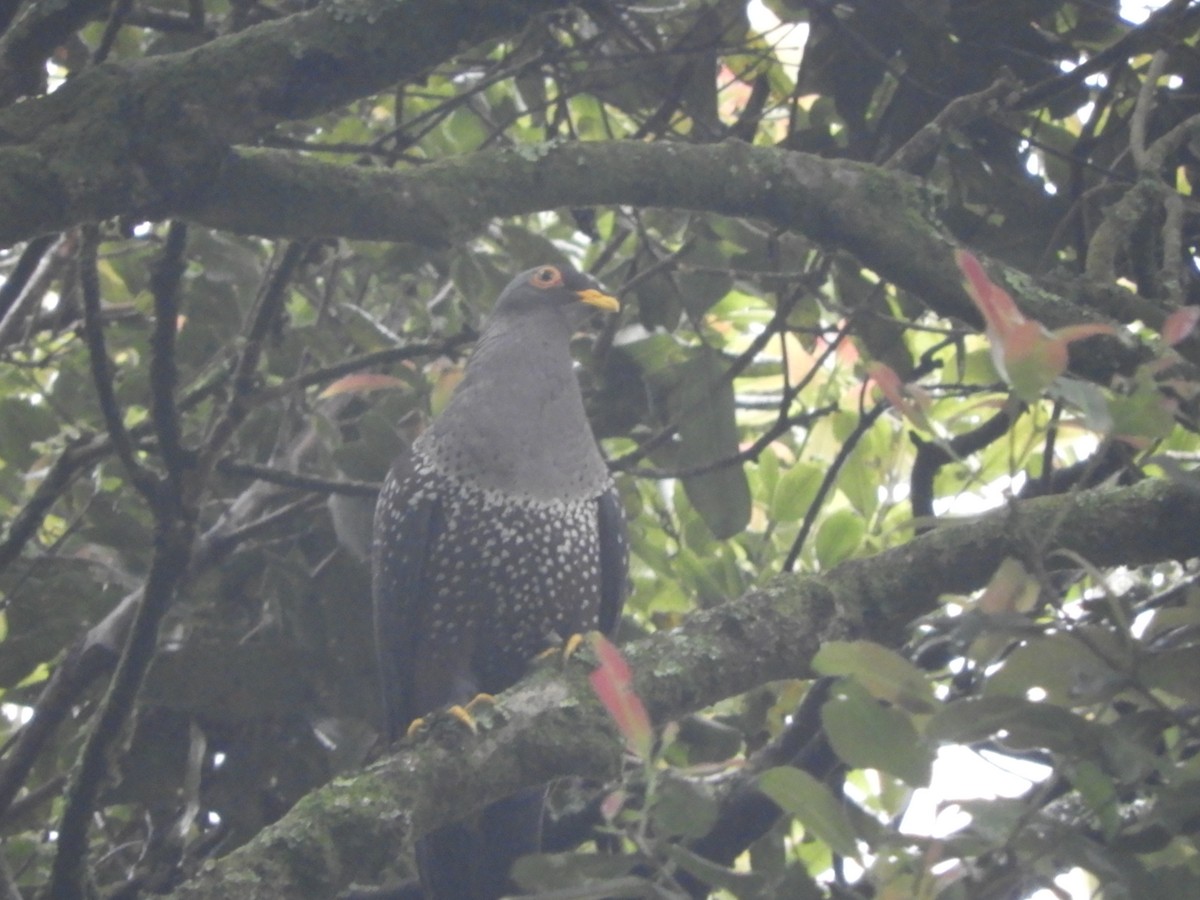 Pigeon rameron - ML168885871