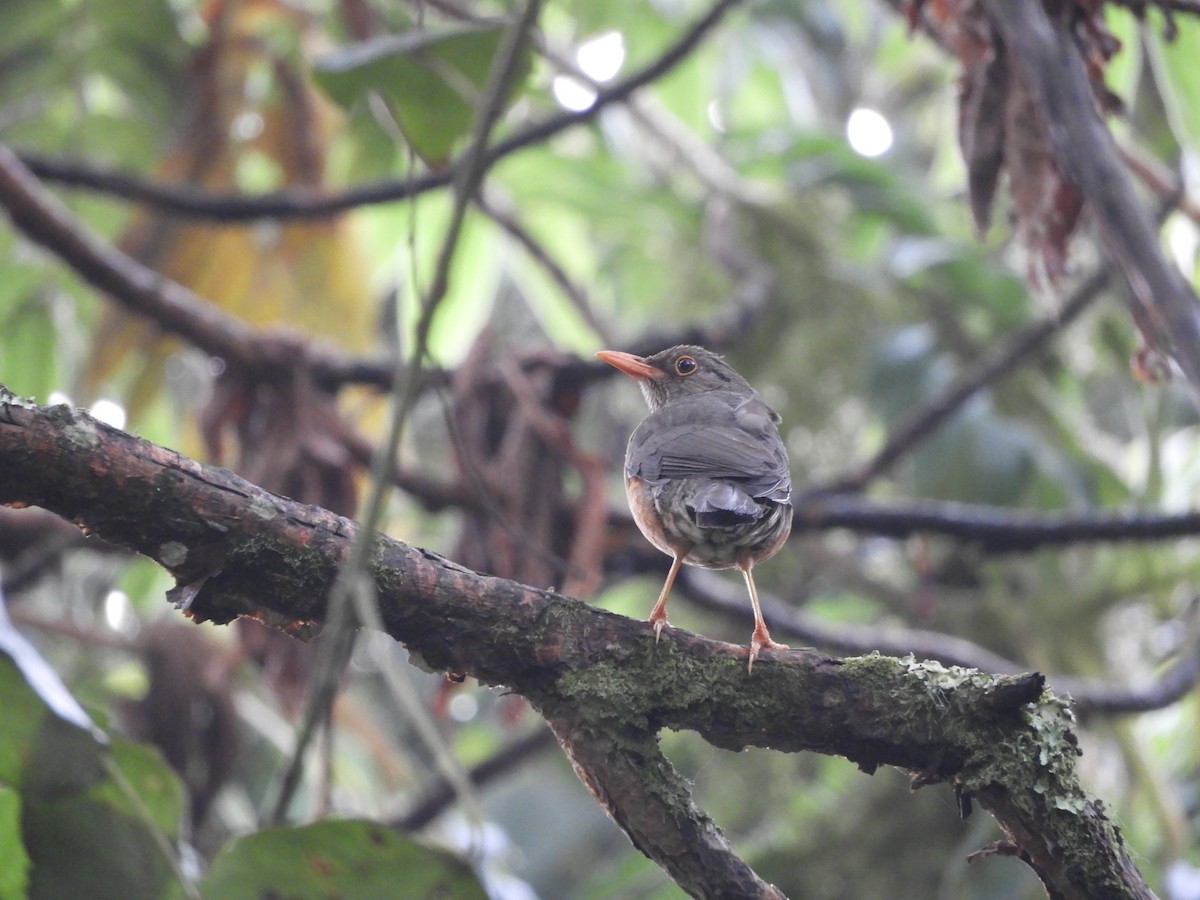 Abyssinian Thrush - ML168885901