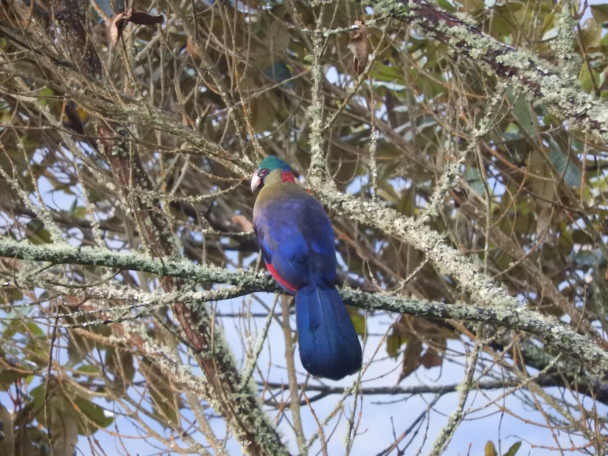 Touraco du Rwenzori - ML168886031