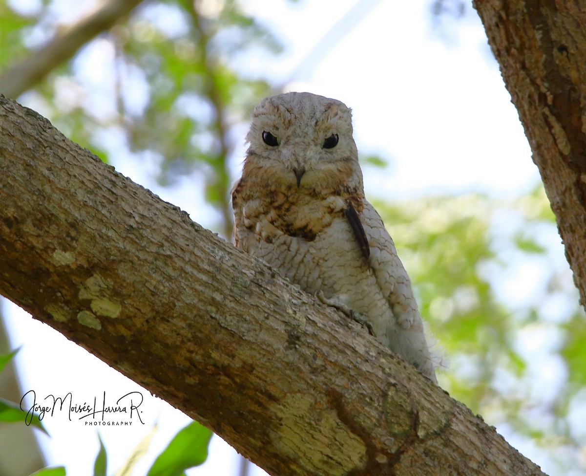 Great Potoo - Jorge Moisés Herrera R.