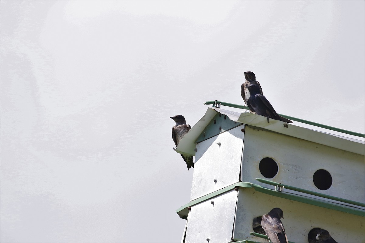 Purple Martin - Bob  Crowley