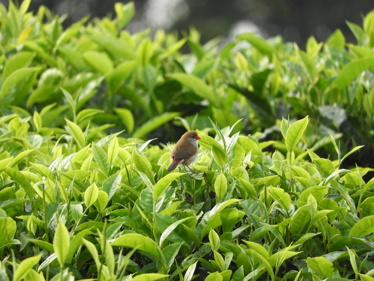 Fawn-breasted Waxbill - ML168892791