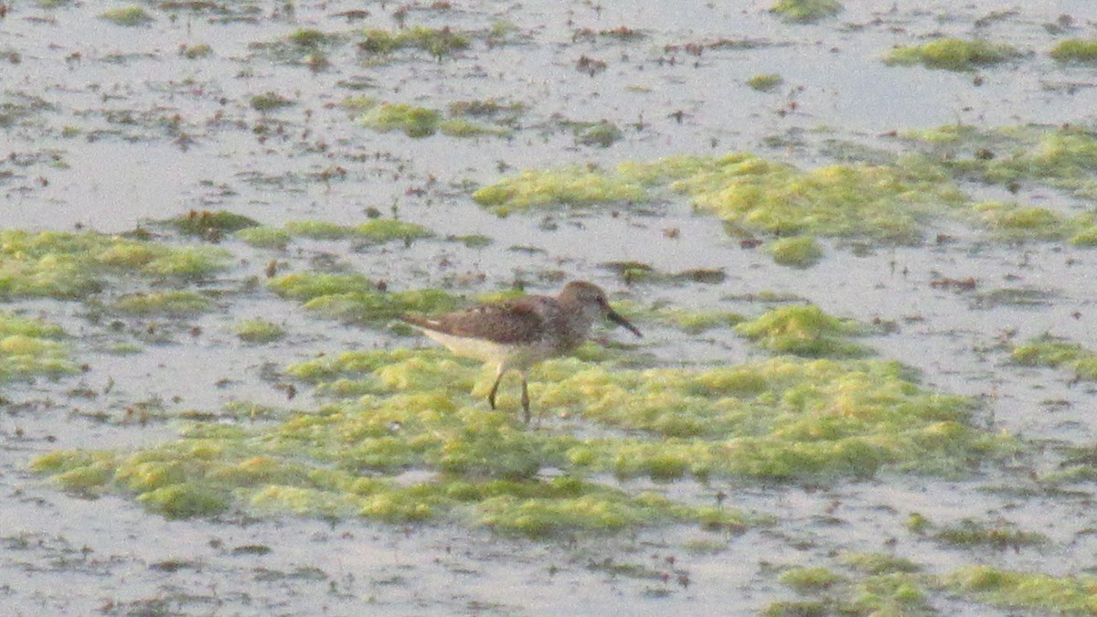 Western Sandpiper - ML168894661