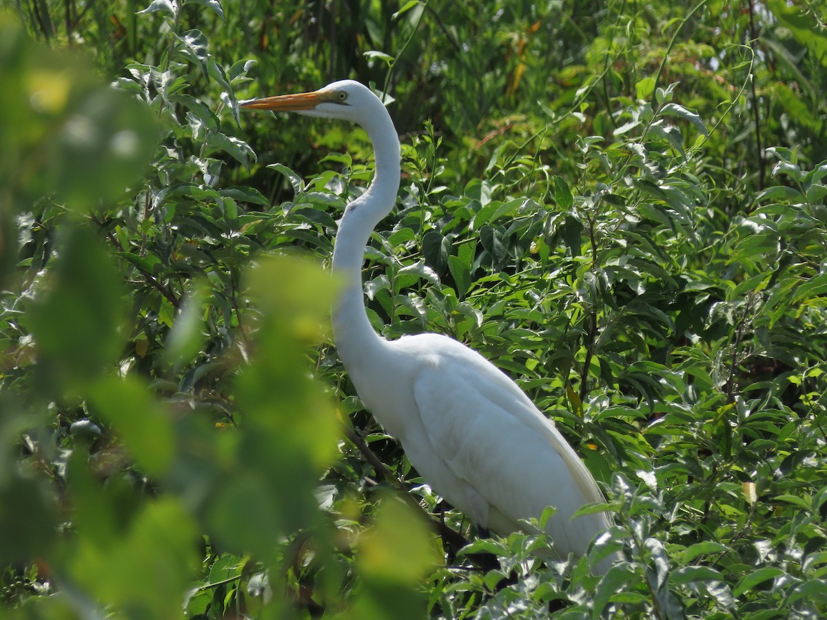 Great Egret - ML168895731