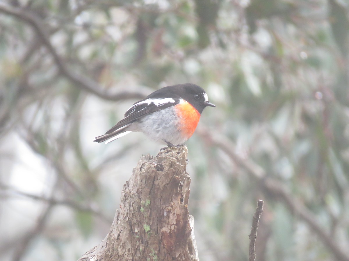 Scarlet Robin - ML168896871