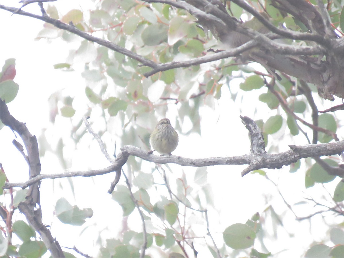 Striated Thornbill - ML168897191