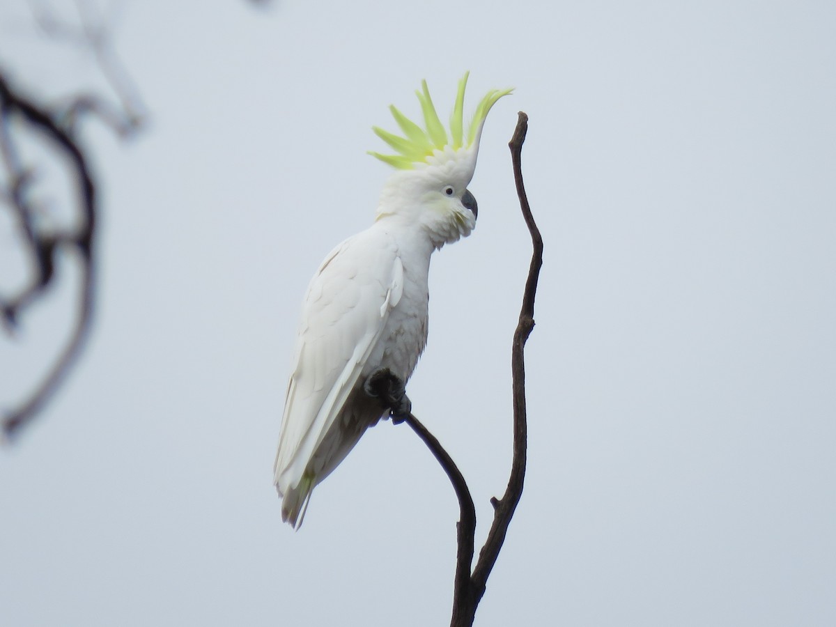 Cacatúa Galerita - ML168897241