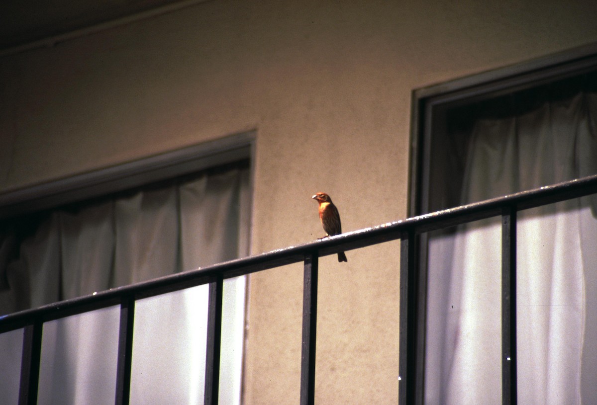 House Finch - ML168901001