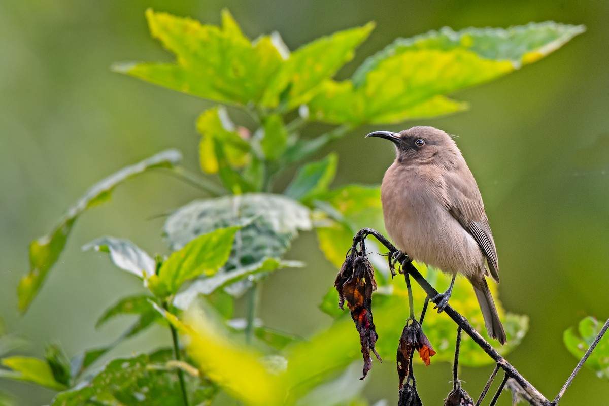 Dusky Myzomela - Hayley Alexander