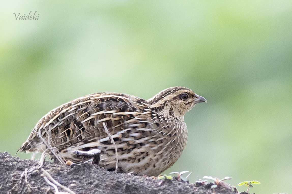 Rain Quail - ML168901941