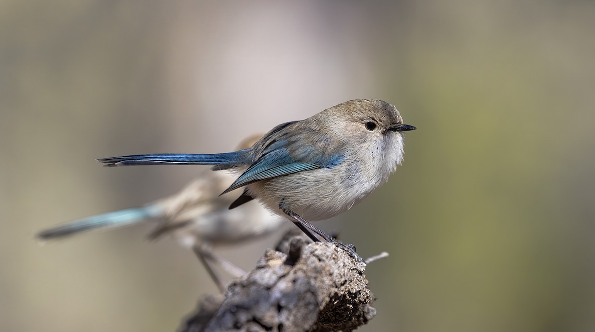 Splendid Fairywren - Jill Duncan &  Ken Bissett