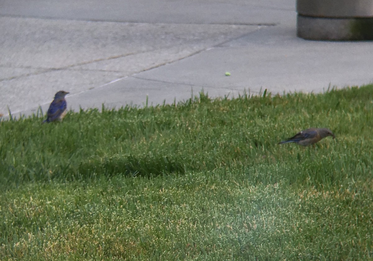 Western Bluebird - ML168904021