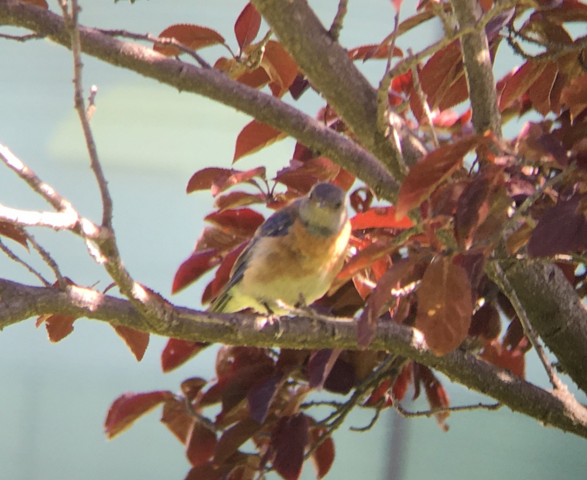 Western Bluebird - ML168904031