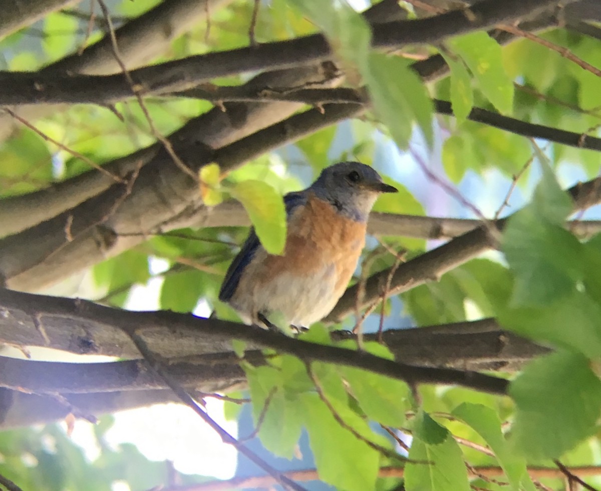 Western Bluebird - ML168904041