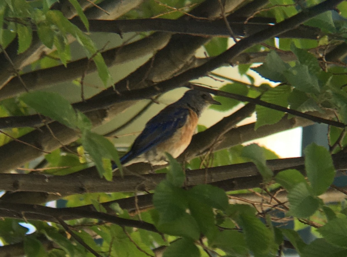 Western Bluebird - ML168904051