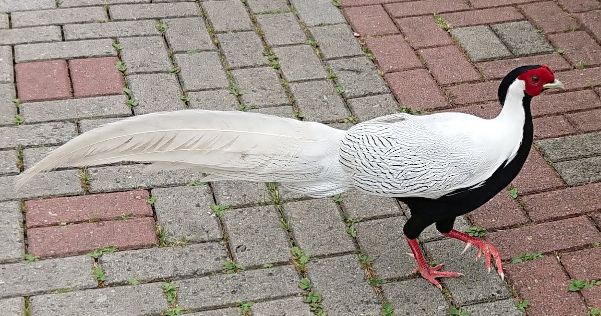 Silver Pheasant - ML168904551